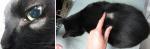Vétérinaire pour chat Guadeloupe