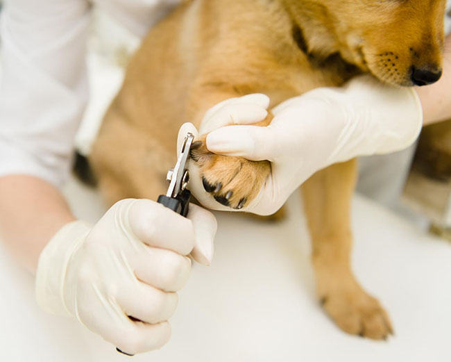 Vétérinaire pour chien Pointe-à-Pitre