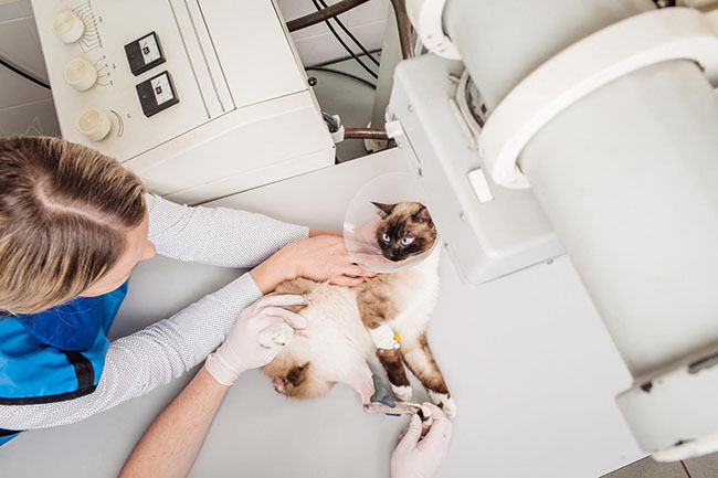 Vétérinaire pour chat Baie-Mahault