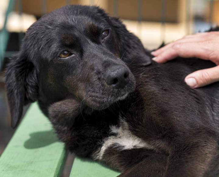 Soins vétérinaires chien  Guadeloupe