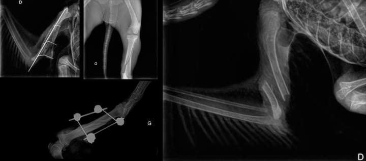 Radiographie lapin à Guadeloupe