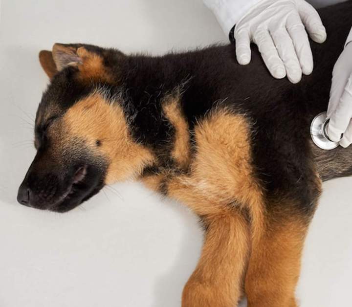 Vétérinaire pour animaux domestiques Guadeloupe