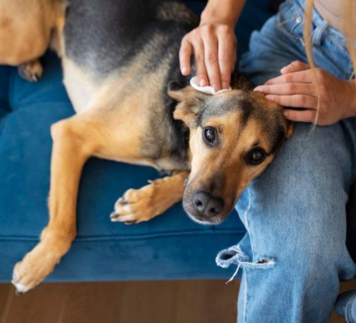 Soins vétérinaires chien Guadeloupe