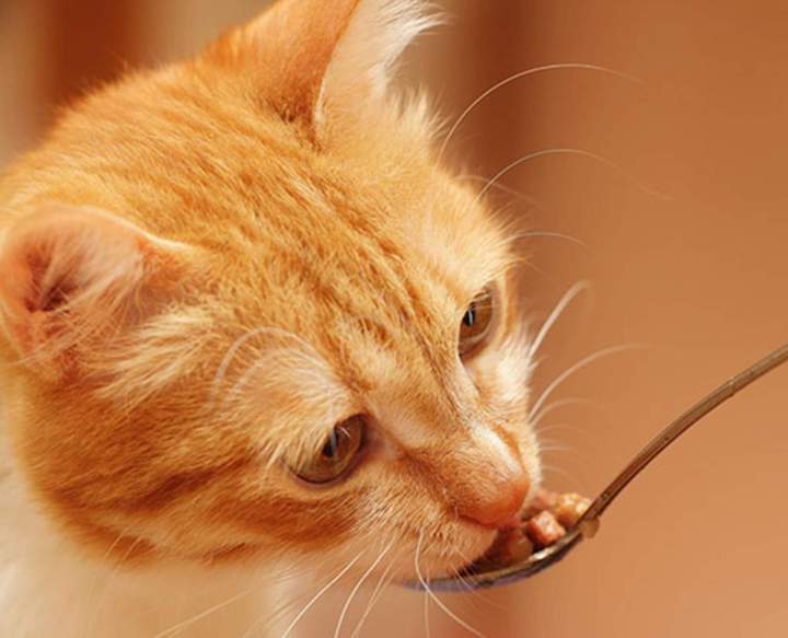 Soin pour chat Guadeloupe