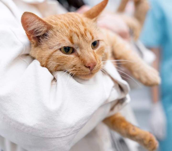 Clinique vétérinaire Guadeloupe