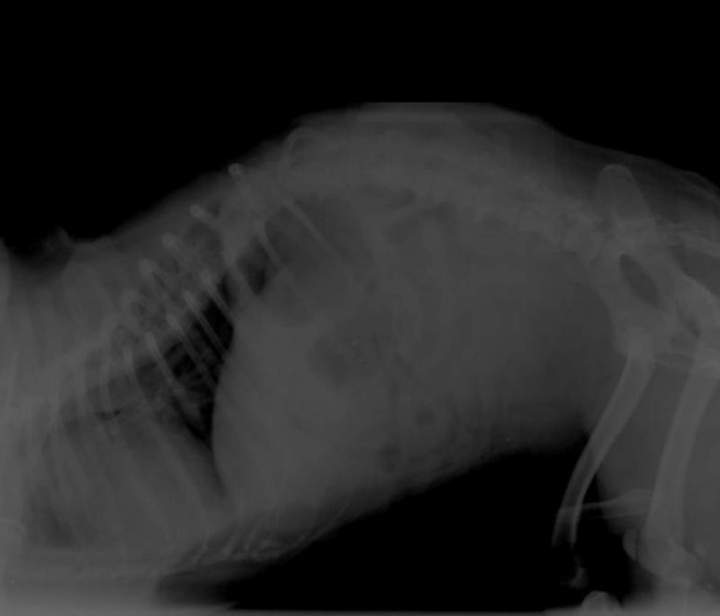 Examen clinique chien Guadeloupe