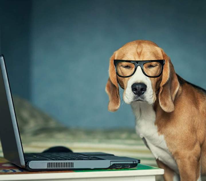 Vétérinaire pour animaux domestiques Guadeloupe