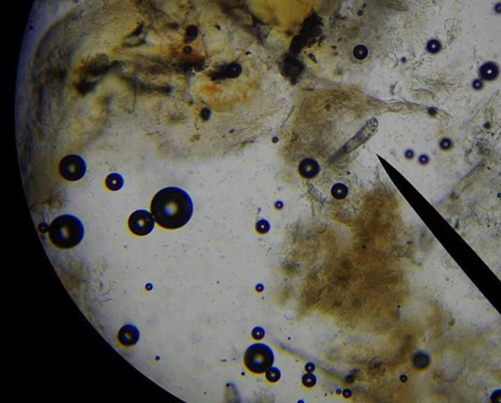 Clinique vétérinaire Guadeloupe