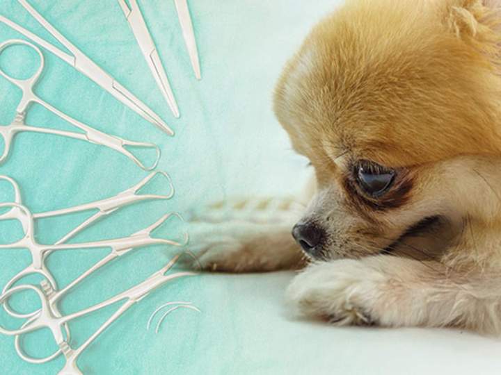 Clinique vétérinaire Guadeloupe