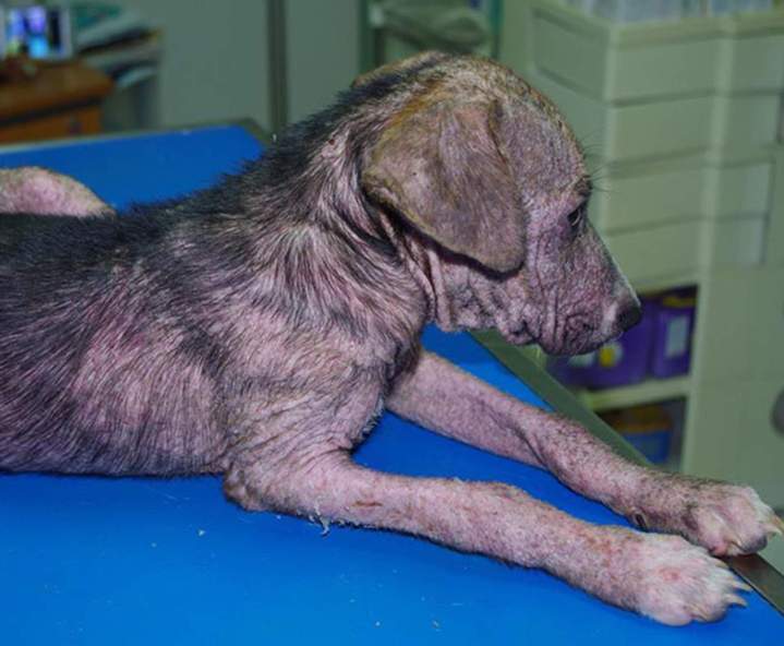 Soin démodécie chien Guadeloupe