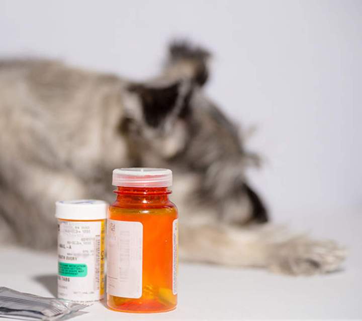 Médicaments pour animaux Guadeloupe