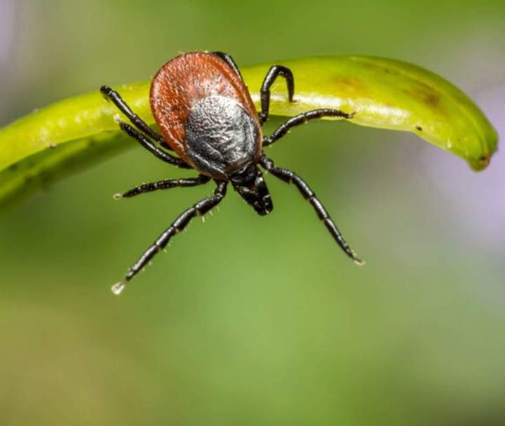 Clinique vétérinaire Guadeloupe