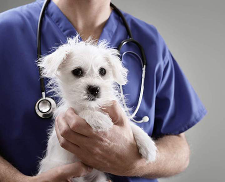 Soins vétérinaires chien Guadeloupe