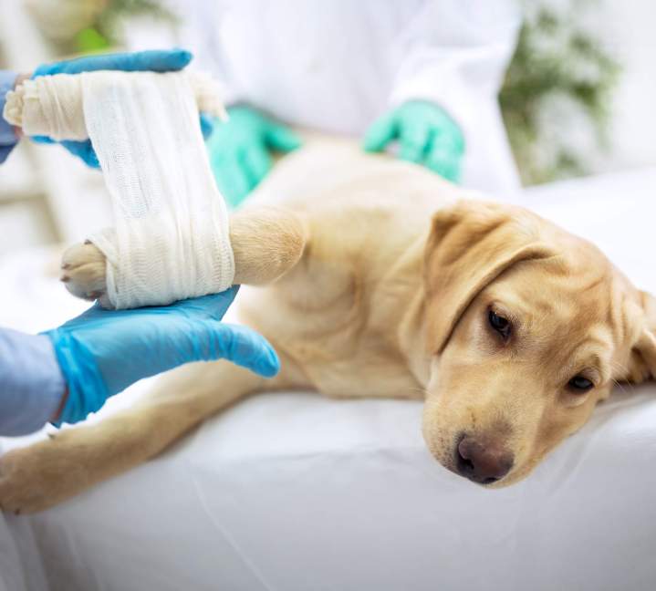 Soins dédiés pour vos chiens et chats