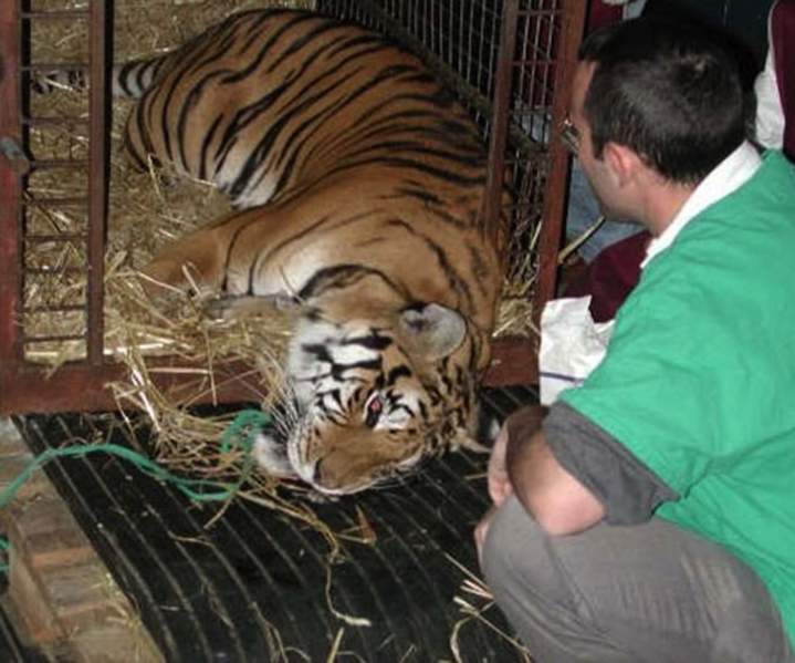Vétérinaire NAC Guadeloupe