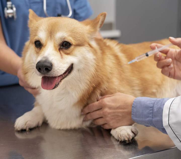 Vétérinaire pour animaux domestiques Guadeloupe