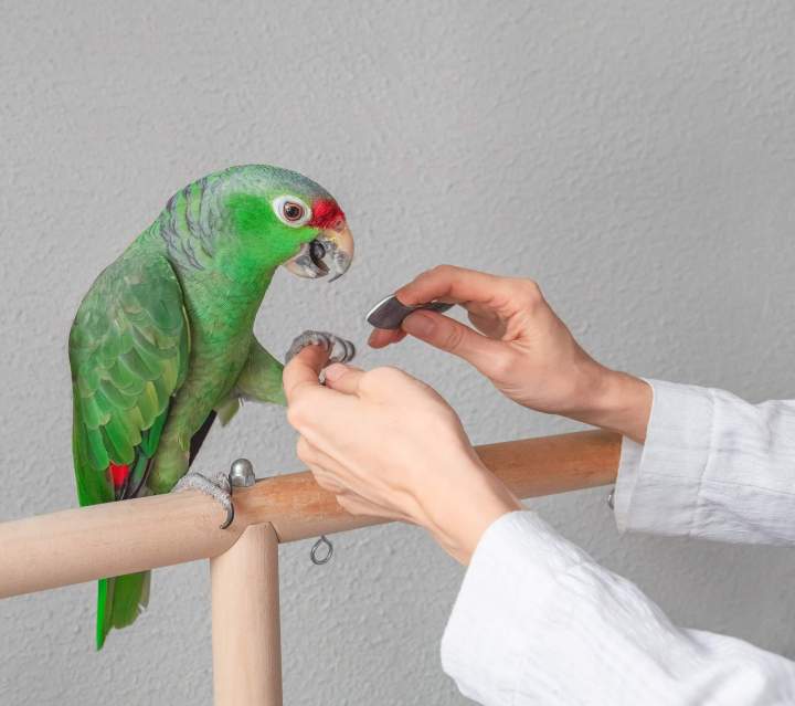 Vétérinaire NAC Guadeloupe