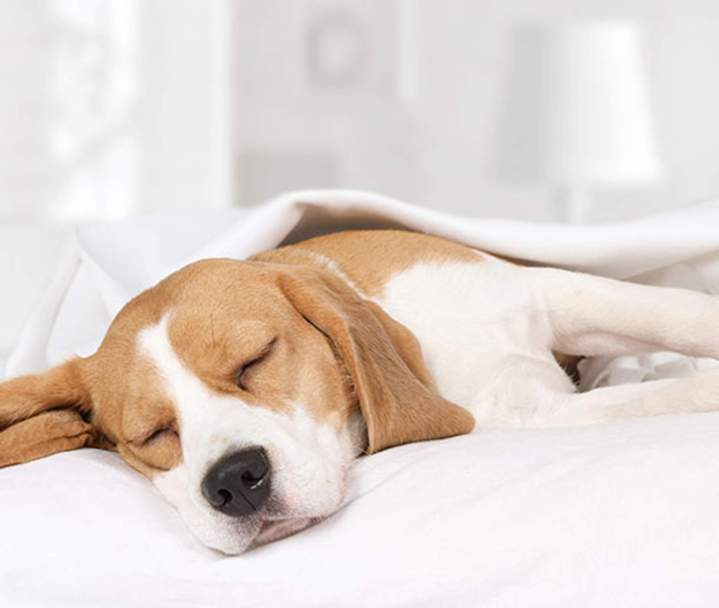 Vétérinaire pour animaux domestiques Guadeloupe