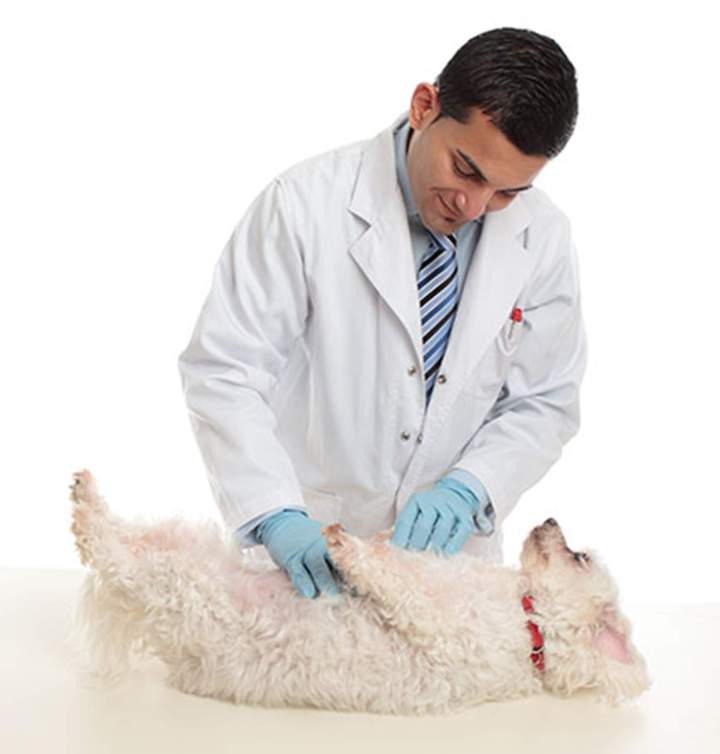 Soins vétérinaires chien Guadeloupe