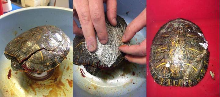 Soins sur une tortue 