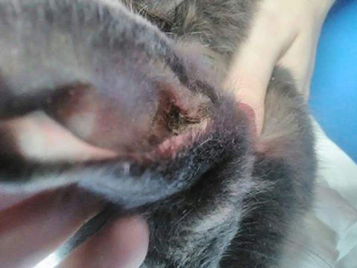 Soins lapins Guadeloupe