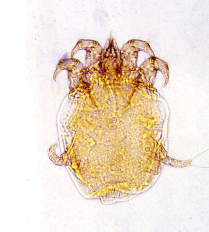 Clinique vétérinaire Guadeloupe