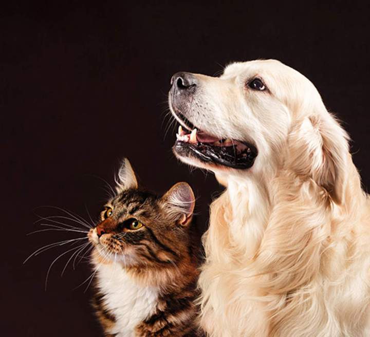 Vétérinaire pour animaux domestiques Guadeloupe
