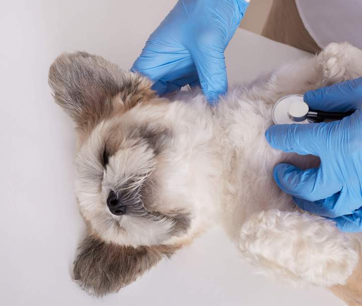 Vétérinaire pour animaux Guadeloupe