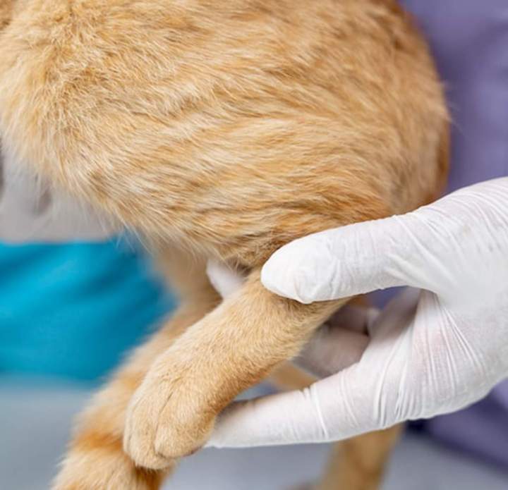 Soins vétérinaires chien Guadeloupe