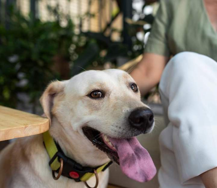 Clinique vétérinaire Guadeloupe