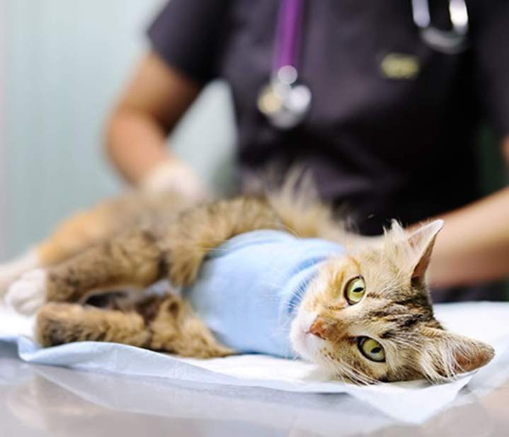 Clinique vétérinaire Guadeloupe