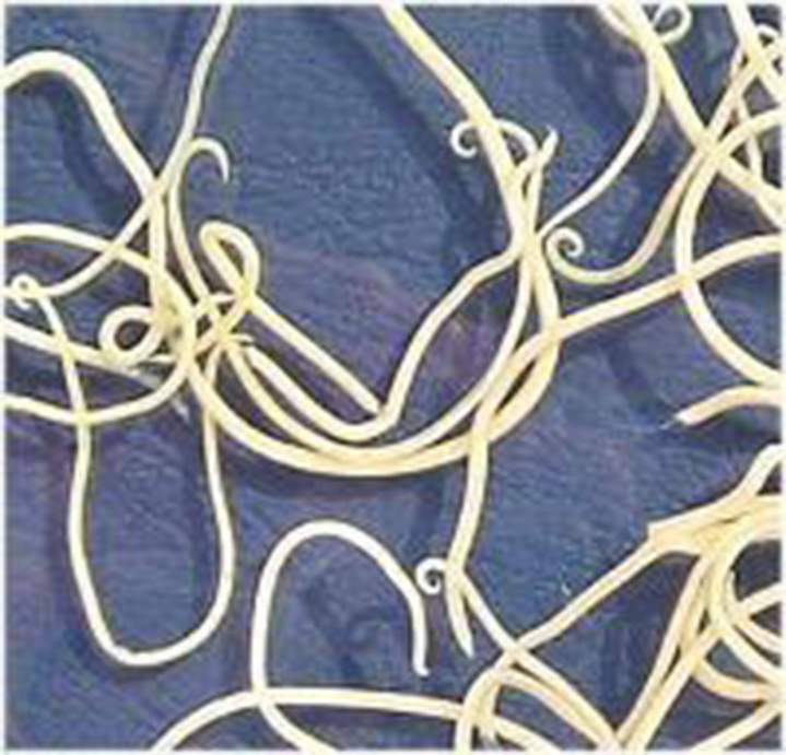 Clinique vétérinaire Guadeloupe