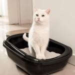 Vétérinaire pour chat Guadeloupe
