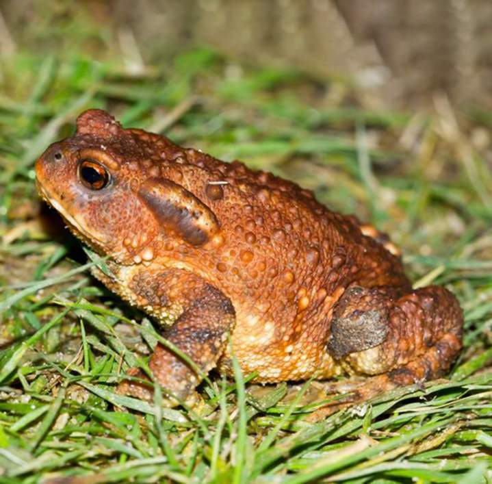 Vétérinaire NAC Guadeloupe