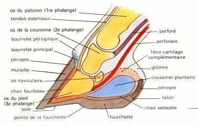 Vétérinaire équin Guadeloupe