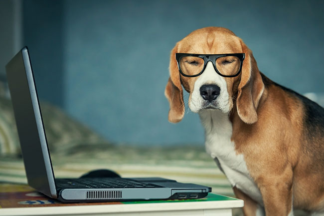 Vétérinaire pour chien Guadeloupe