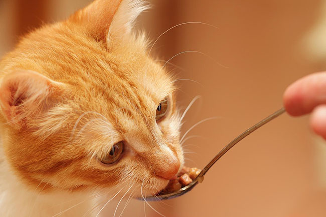 Vétérinaire pour chat Guadeloupe