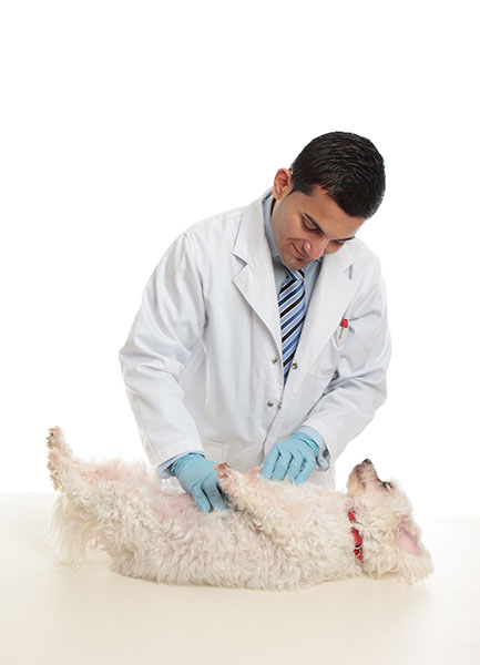 Clinique vétérinaire Guadeloupe