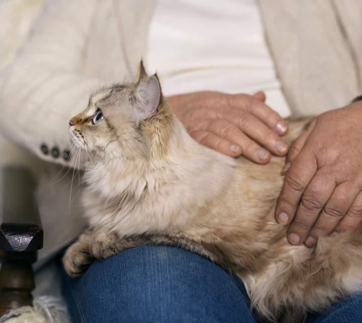 Soin contre la teigne Guadeloupe