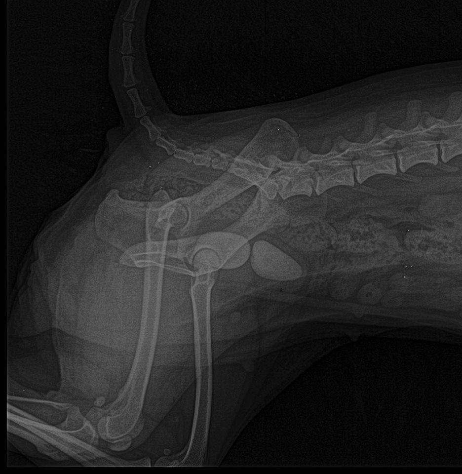 Vétérinaire pour chien Guadeloupe