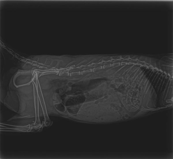 Vétérinaire pour chien Guadeloupe