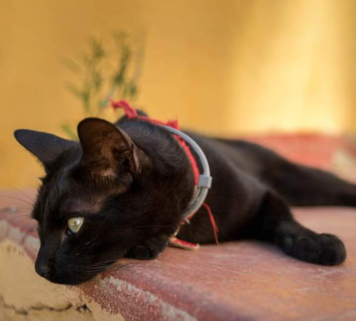 Soins vétérinaires chat Guadeloupe