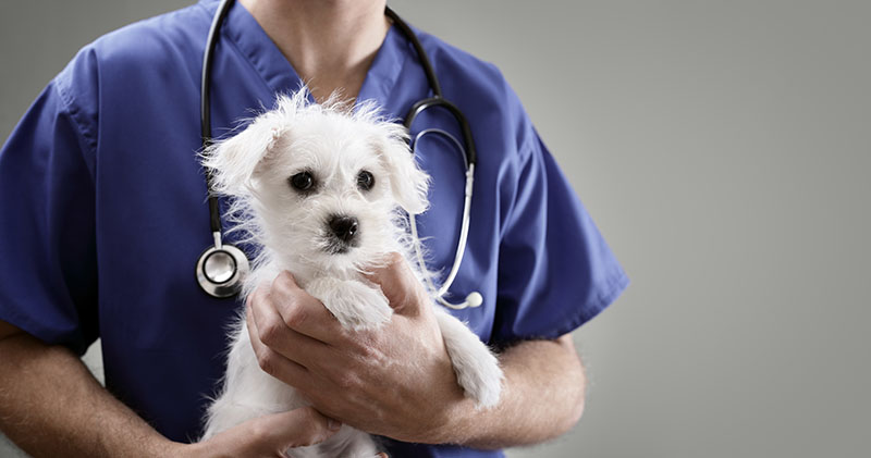 Vétérinaire pour chien Guadeloupe