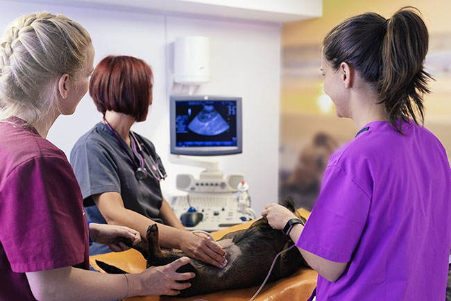 Clinique vétérinaire Guadeloupe