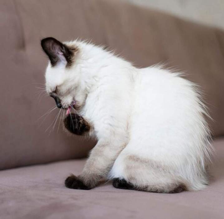 Vétérinaire pour animaux domestiques Guadeloupe