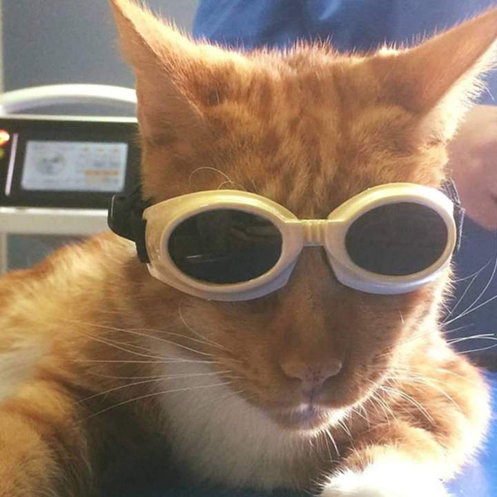 Soins vétérinaires chat Guadeloupe