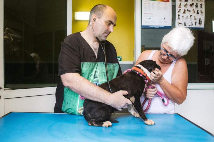 Soins vétérinaires pour chat Guadeloupe