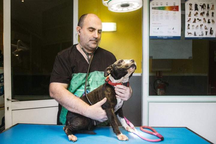 Vétérinaire pour animaux domestiques Guadeloupe