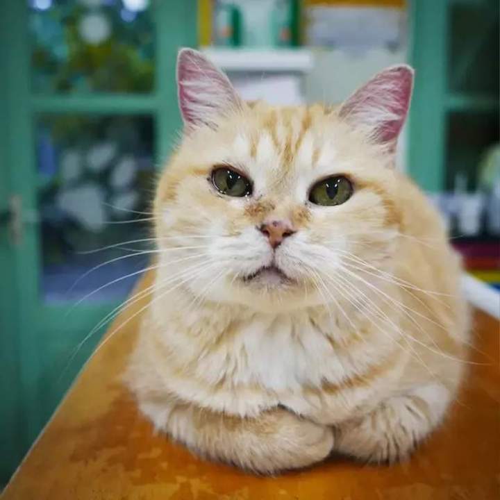 Soins vétérinaires chien chat Guadeloupe