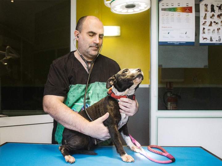 Soins dédiés pour vos chiens et chats